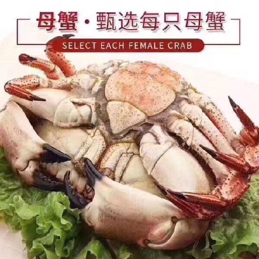 连云港面包蟹