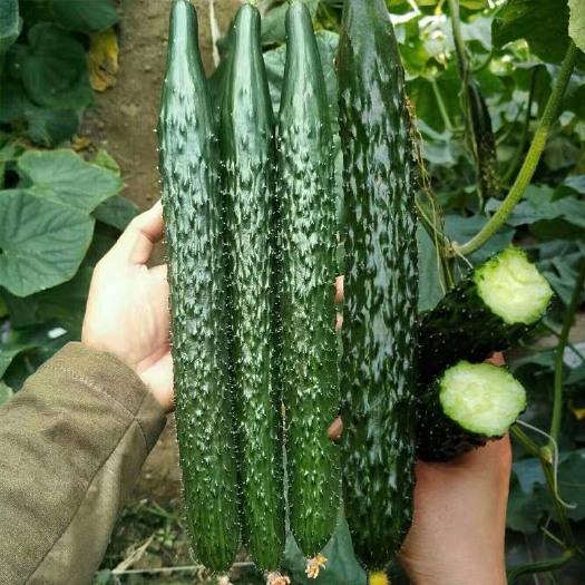 寿光市密刺黄瓜 25~35cm