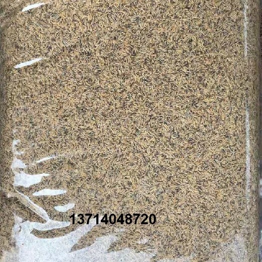 深圳蛋白质饲料 家蝇蝇蛆，冷冻蝇蛆，蝇蛆粉