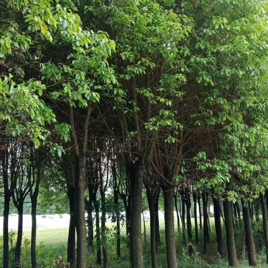 南京全冠香樟