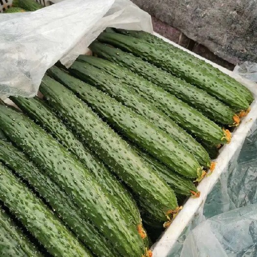 寿光市刺黄瓜 25~35cm