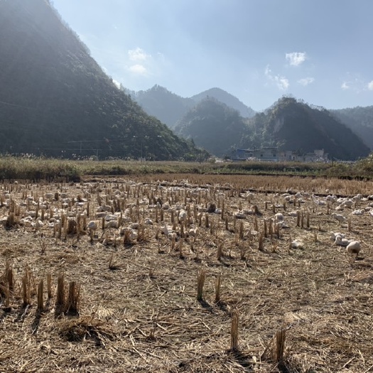 平塘县肉鹅 好货价不高