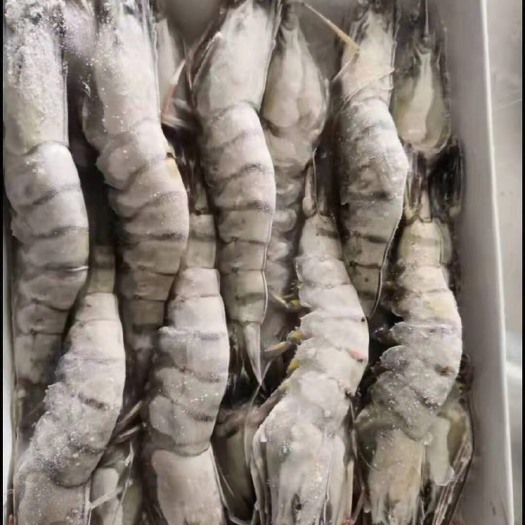 上海 越南黑虎虾