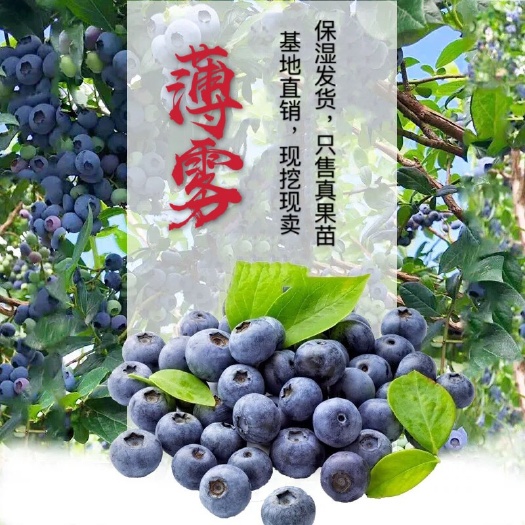 平邑县薄雾蓝莓苗  品种纯正  适宜南北方种植  可盆栽可地栽