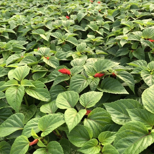 佛山常夏石竹 年宵摆花 强烈推荐 全初花