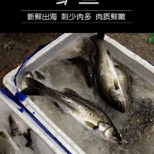 珠海 鲈鱼，海鲈鱼，全国最大出口基地