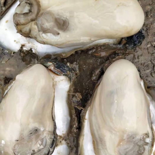 阳西县阳江市生蚝  牡蛎 咸水