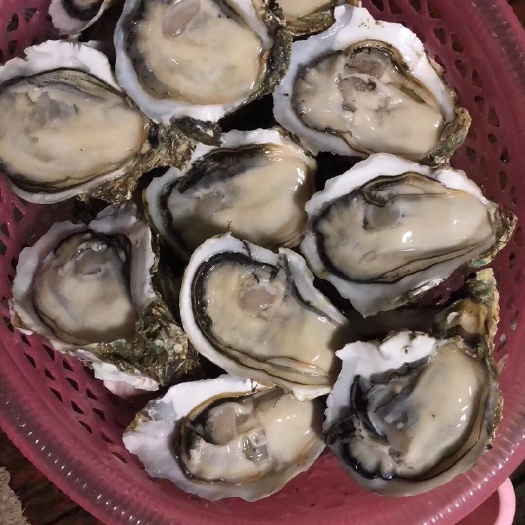 饶平县阳江生蚝 养殖大白蚝，脆蚝大量有货各种规格，一手价格。