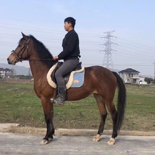 杭州 温半母马