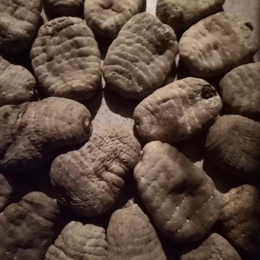 昭通昭通小草坝乌天麻