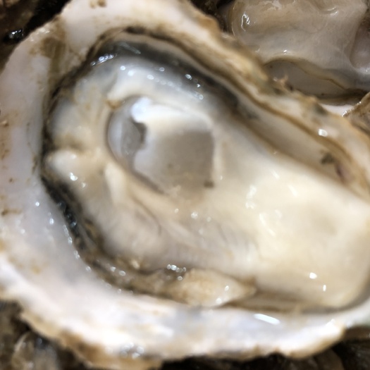 珠海阳江生蚝 出售大中小耗边，现开现卖
