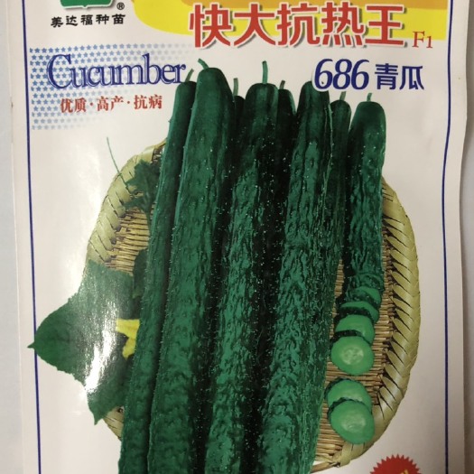 平远县油亮密刺黄瓜种子 杂交一代快大抗热青瓜种子