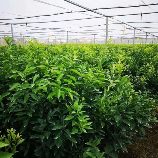 荔浦市脆蜜金柑苗 脆蜜金柑、个大、超甜、价格好、产量高、稳产