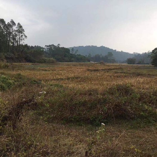阳春市 阳春春城有90亩旱地出租有长流水