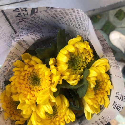 新沂市黄菊 专业种植户，保温棚现采，一支也是批发价格