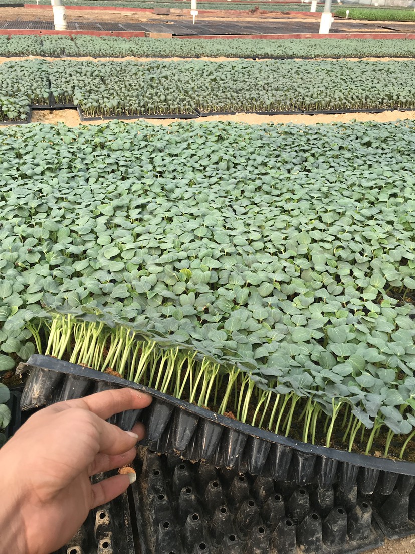 漳州黄秋葵种苗  精心培育 优质种苗