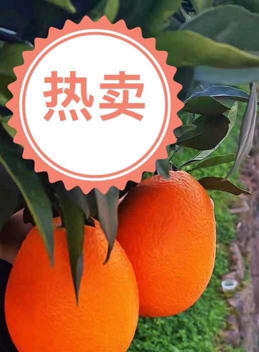 宜昌脐橙 长虹脐橙 农地一手货源 地里装货