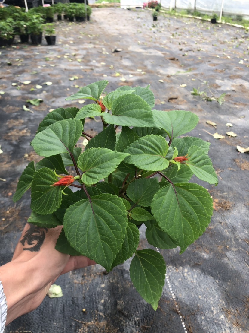 佛山展望 大量泥碳土袋苗时花 初花 年宵漂亮