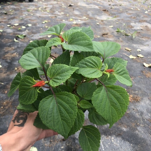 佛山展望 大量泥碳土袋苗时花 初花 年宵漂亮