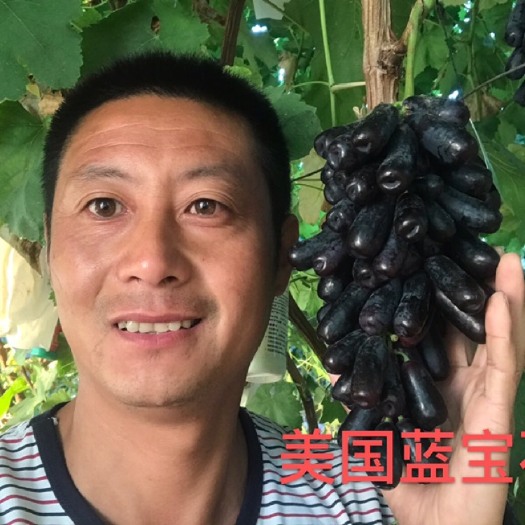 平邑县蓝宝石葡萄苗 蓝宝石葡萄种植农户