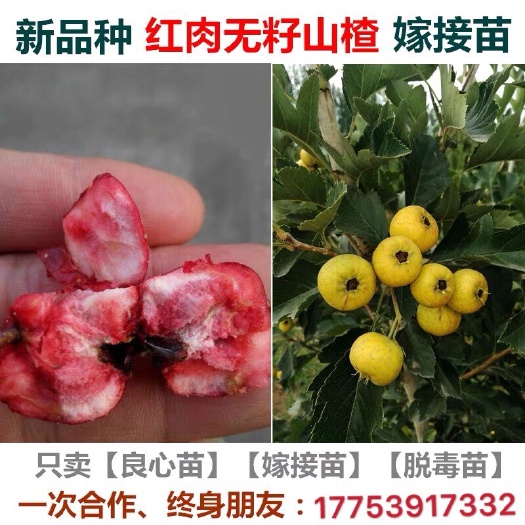 平邑县黄果山楂树苗 新品种嫁接【无籽山楂】果树苗黄山楂甜大金星山楂苗南北方种植