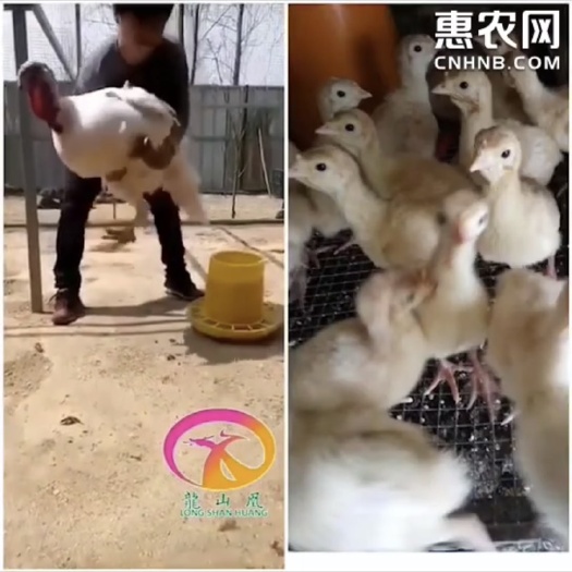 隆回县 700系尼古拉火鸡苗