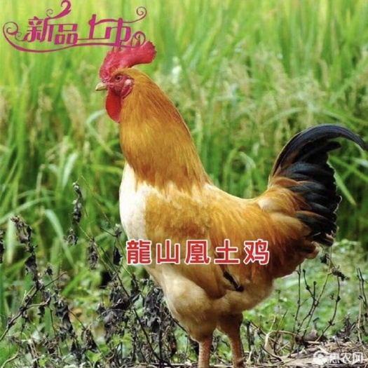 隆回县三黄鸡苗 三黄鸡公苗