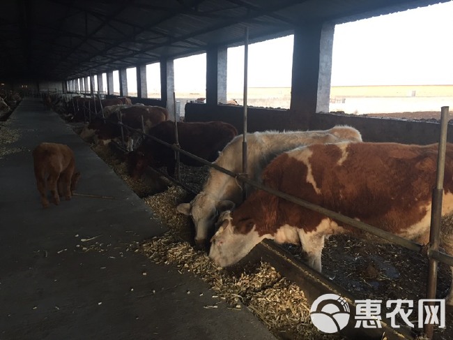  陕西榆林家庭农场纯种西门塔尔，夏洛莱，草原红母牛和牛犊
