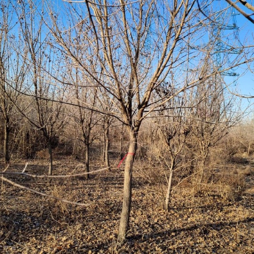 开原市东北辽宁供应三角枫五角枫茶条槭价格合理规格齐全量大优惠
