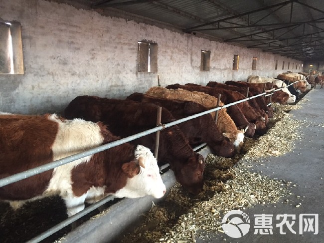  陕西榆林家庭农场纯种西门塔尔，夏洛莱，草原红母牛和牛犊
