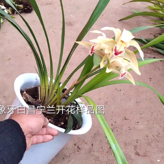 成都 昌宁兰