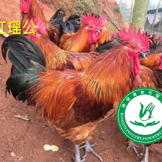 广州红瑶鸡苗 黄瑶公苗