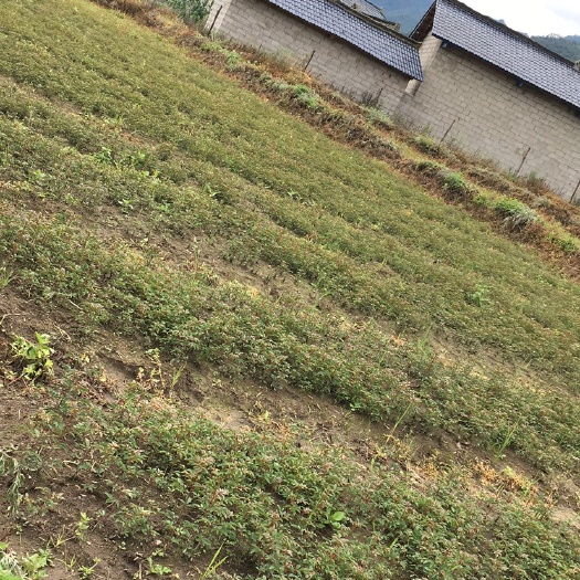 冕宁县红花椒苗 这个照片是2019年6月份的，现在在上班没有时间去重新去拍照