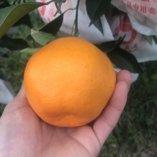 眉山耙耙柑 7.5 - 8cm 3两以上