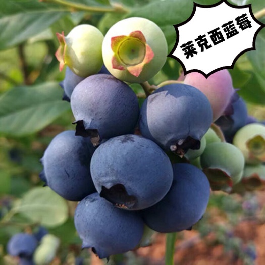 平邑县莱克西蓝莓苗 莱克西蓝莓夏普蓝莓公爵蓝莓美登蓝莓晚蓝蓝莓包品种包成活包结果