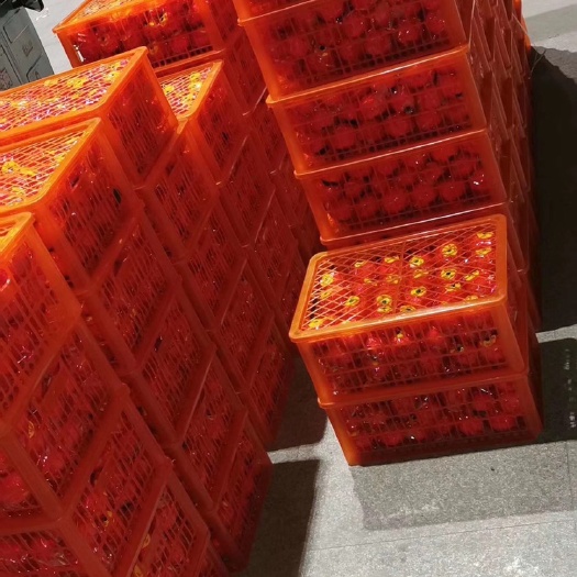 芜湖椪柑 只供芜湖区域