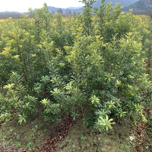 余姚市荸荠杨梅种苗