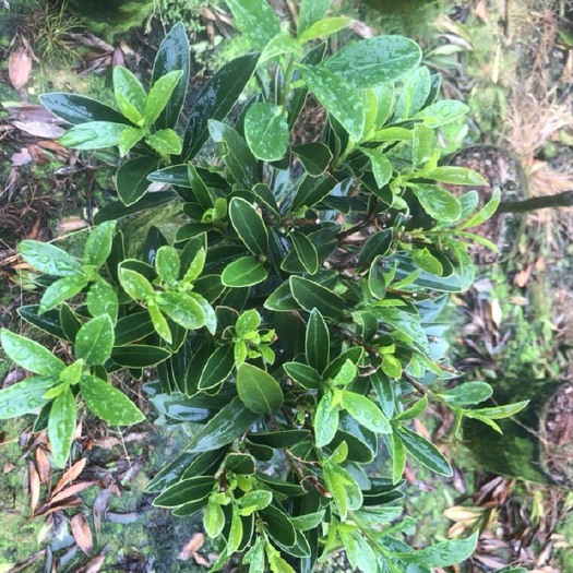 高州市 杜鹃红山茶茶花小杯苗，冠密帽子大