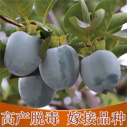 黑柿苗果树苗嫁接柿子苗新品种黑柿子苗柿子树苗当年结果南北方种