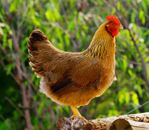  只做高品质 牛大力喂养的鸡