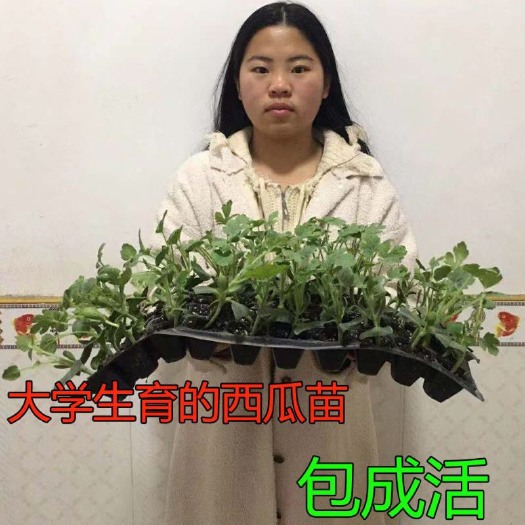 宿州 8424嫁接西瓜苗京欣美都国美小凤龙卷风红宝石