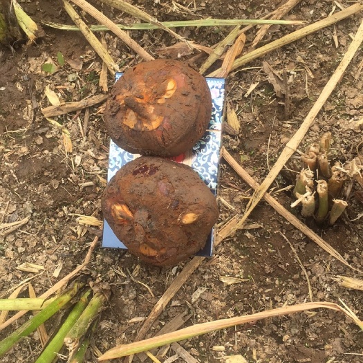 乐昌市大量马蹄批发，欢迎各大市场老板，电商平台，商超洽谈
