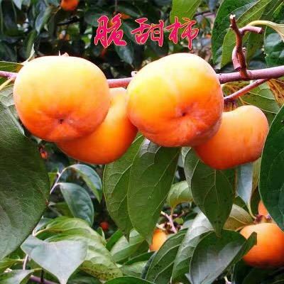 甜脆柿子苗 柿子树苗嫁接日本甜脆柿盆地栽南北方种植特大无核当