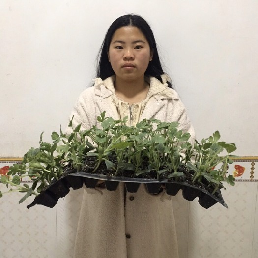宿州 8424嫁接西瓜苗京欣美都龙卷风国美小凤