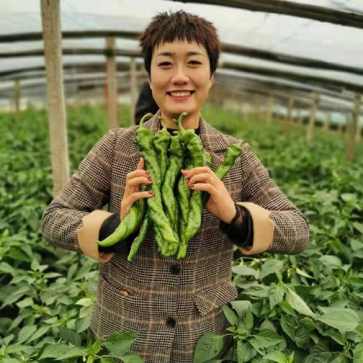 临沂 螺丝椒种子批发辣椒种子批发