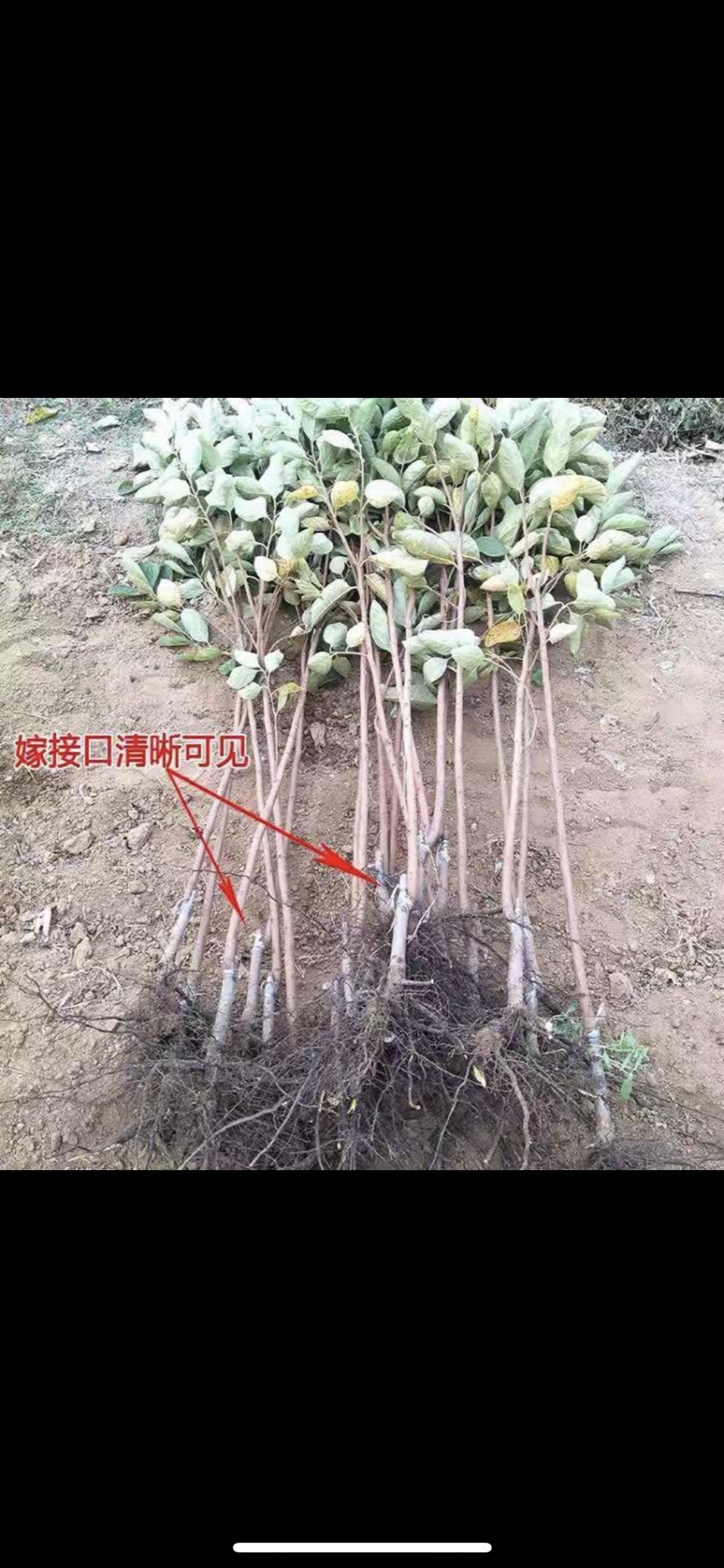 甜脆柿子苗 柿子树苗嫁接日本甜脆柿盆地栽南北方种植特大无核当