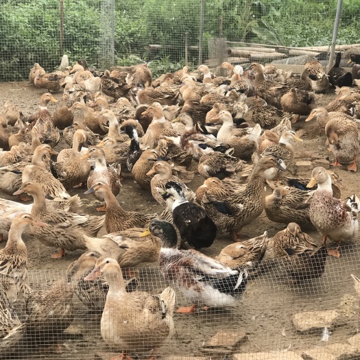 吴川市 淘汰老鸭