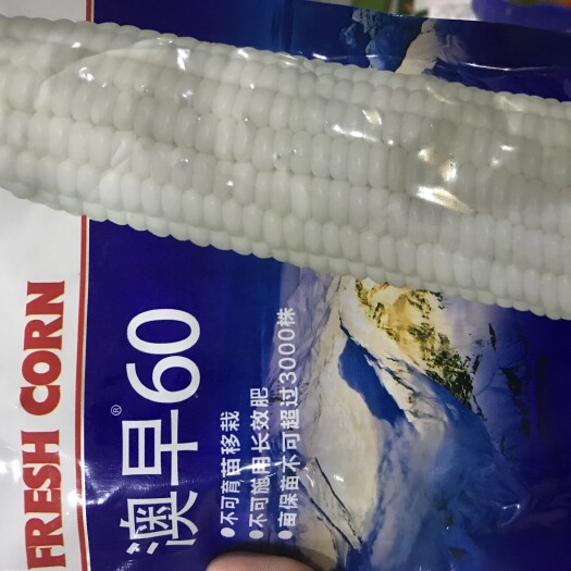 临沂甜玉米种子甜糯玉米 奥早60玉米种子
