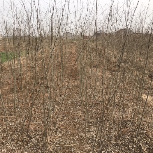 枣庄青檀树 当年苗大量供应
