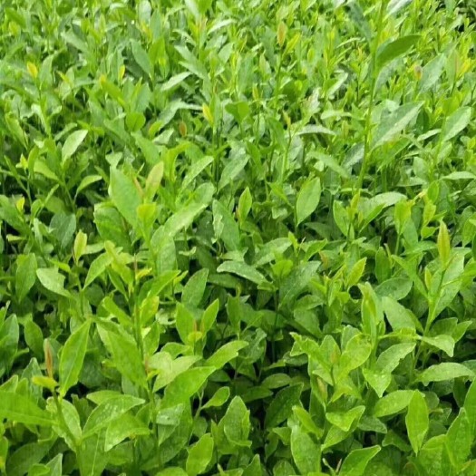 福安市黄金芽茶苗 供应茶苗